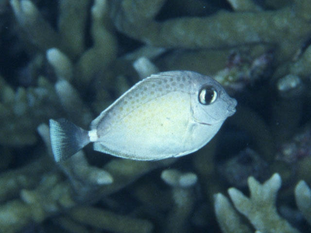 Naso tuberosus